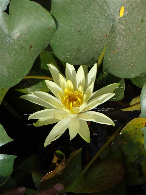 Nymphaea alba